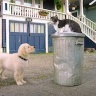 Foto Academia de cachorros