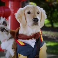 Foto Academia de cachorros