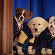 Foto Academia de cachorros