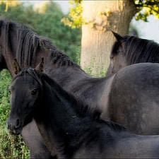 Foto A rienda suelta