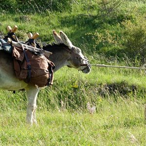 Foto My Donkey, My Lover & I