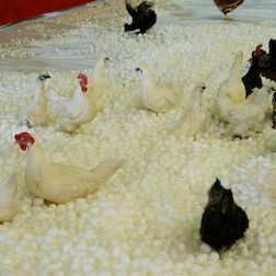 Foto Blazing Transfer Students