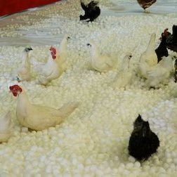 Foto Jimmy: La verdadera historia de un verdadero idiota