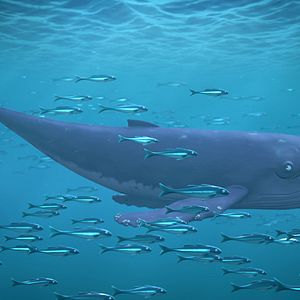 Foto The Snail and The Whale