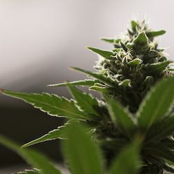 Foto En pocas palabras