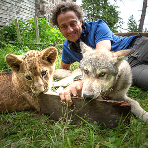 Foto The Wolf and the Lion