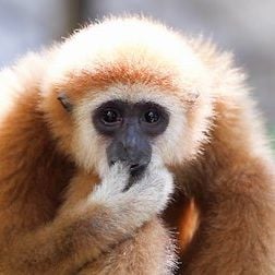 Foto 72 animales peligrosos: Asia