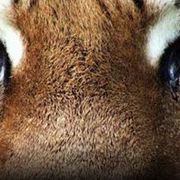 Foto 72 animales peligrosos: Asia