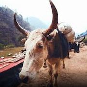 Foto 72 animales peligrosos: Asia