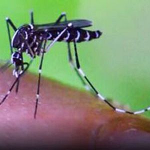 Foto 72 animales peligrosos: Asia