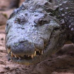 Foto 72 animales peligrosos: Asia