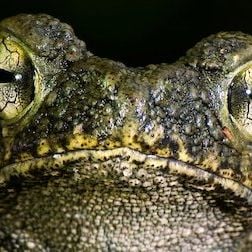 Foto 72 animales peligrosos: Asia