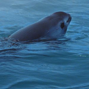Foto SOS: Mar de Sombras