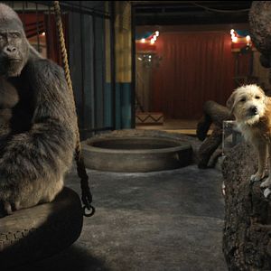 Foto El único y gran Iván