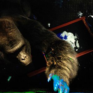 Foto El único y gran Iván