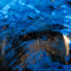 Foto El único y gran Iván