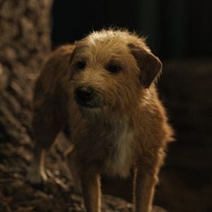 Foto El único y gran Iván