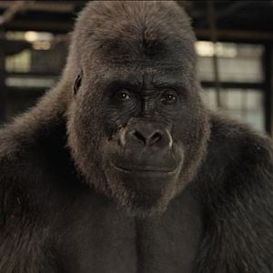 Foto El único y gran Iván