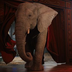 Foto El único y gran Iván