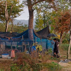 Foto The woman who ran