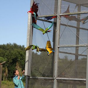 Foto Magic of Disney's Animal Kingdom