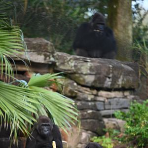 Foto Magic of Disney's Animal Kingdom
