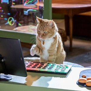 Foto Como perros y gatos 3: Patas unidas