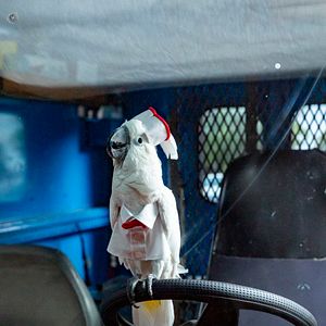 Foto Como perros y gatos 3: Patas unidas