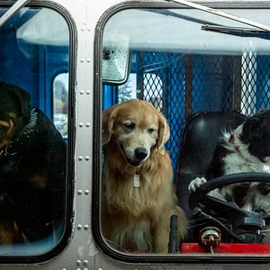 Foto Como perros y gatos 3: Patas unidas