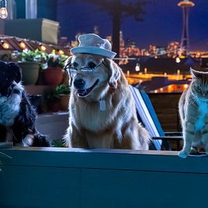 Foto Como perros y gatos 3: Patas unidas