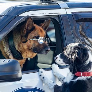 Foto Como perros y gatos 3: Patas unidas