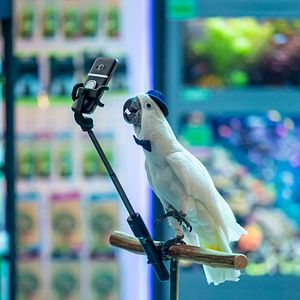 Foto Como perros y gatos 3: Patas unidas