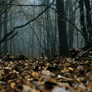 Foto Anonymous Animals