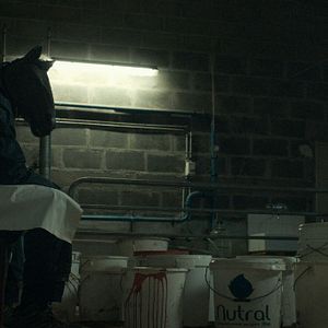 Foto Anonymous Animals