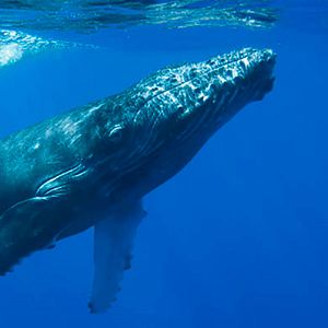 Foto Secrets Of The Whales