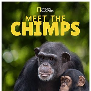 Foto Conociendo a los chimpancés