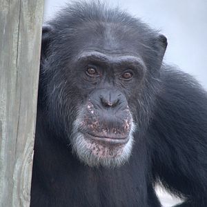 Foto Conociendo a los chimpancés