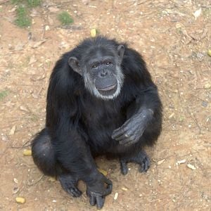 Foto Conociendo a los chimpancés