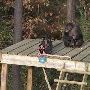Foto Conociendo a los chimpancés