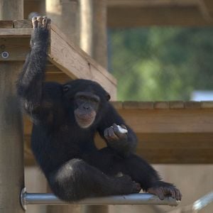 Foto Conociendo a los chimpancés