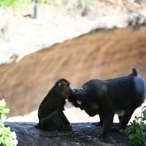 Foto Conociendo a los chimpancés