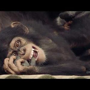 Foto Conociendo a los chimpancés