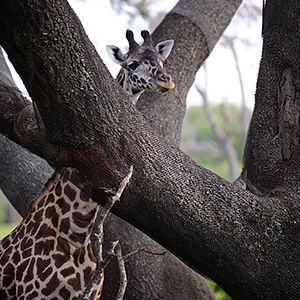 Foto Magic of Disney's Animal Kingdom
