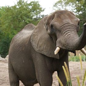 Foto Magic of Disney's Animal Kingdom