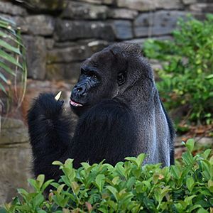 Foto Magic of Disney's Animal Kingdom
