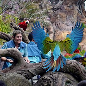 Foto Magic of Disney's Animal Kingdom