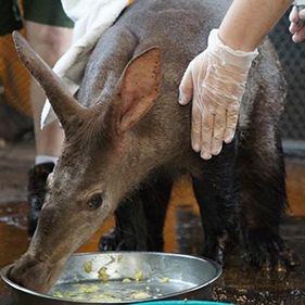 Foto Magic of Disney's Animal Kingdom