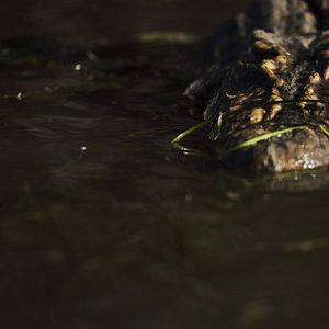 Foto Amenaza Bajo el Agua: No Podrás Escapar