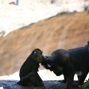 Foto Magic of Disney's Animal Kingdom