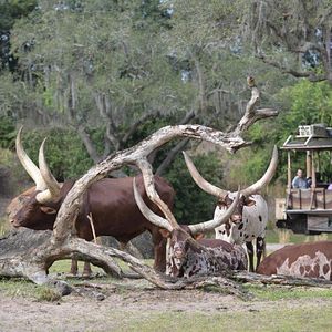 Foto Magic of Disney's Animal Kingdom